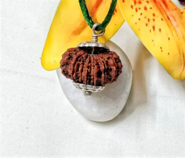15 Mukhi Rudraksha
