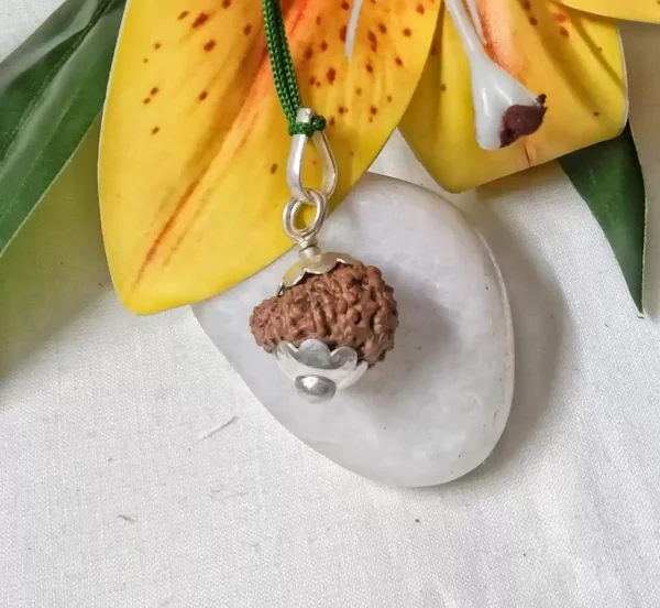 15 Mukhi Rudraksha