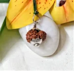 15 Mukhi Rudraksha