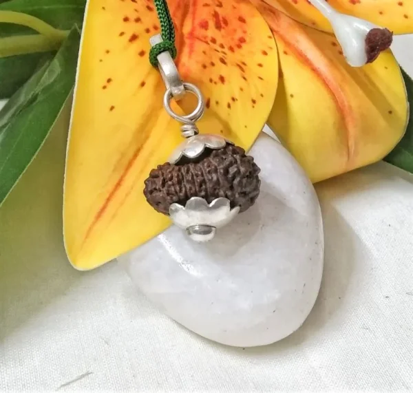 15 Mukhi Rudraksha