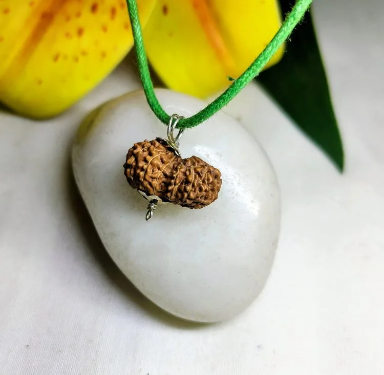 15 Mukhi Rudraksha
