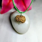 15 Mukhi Rudraksha