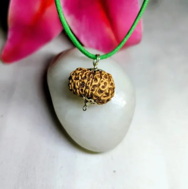 15 Mukhi Rudraksha