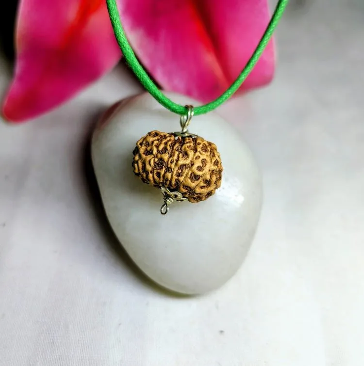 15 Mukhi Rudraksha