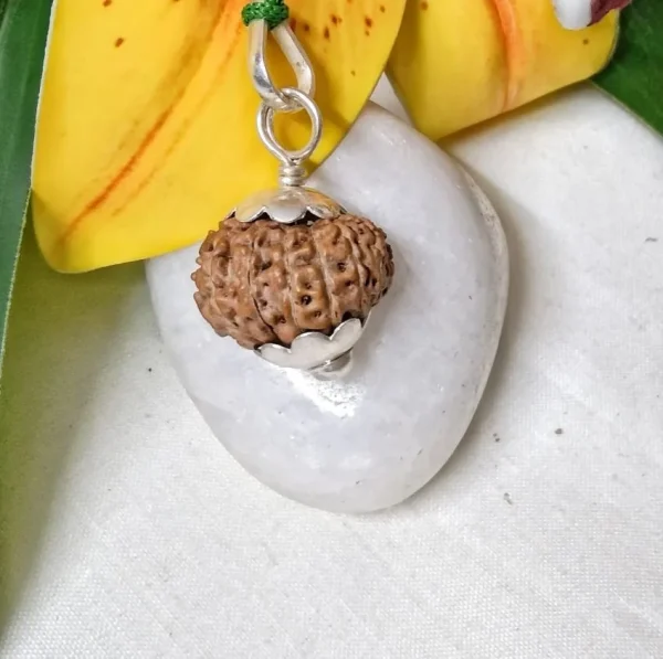 15 Mukhi Rudraksha