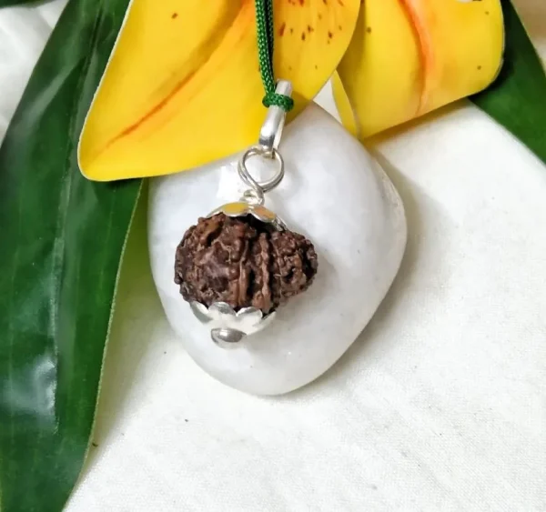15 Mukhi Rudraksha
