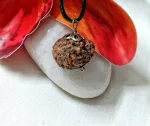 15 Mukhi Rudraksha