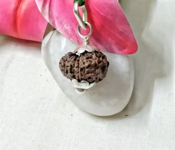 15 Mukhi Rudraksha