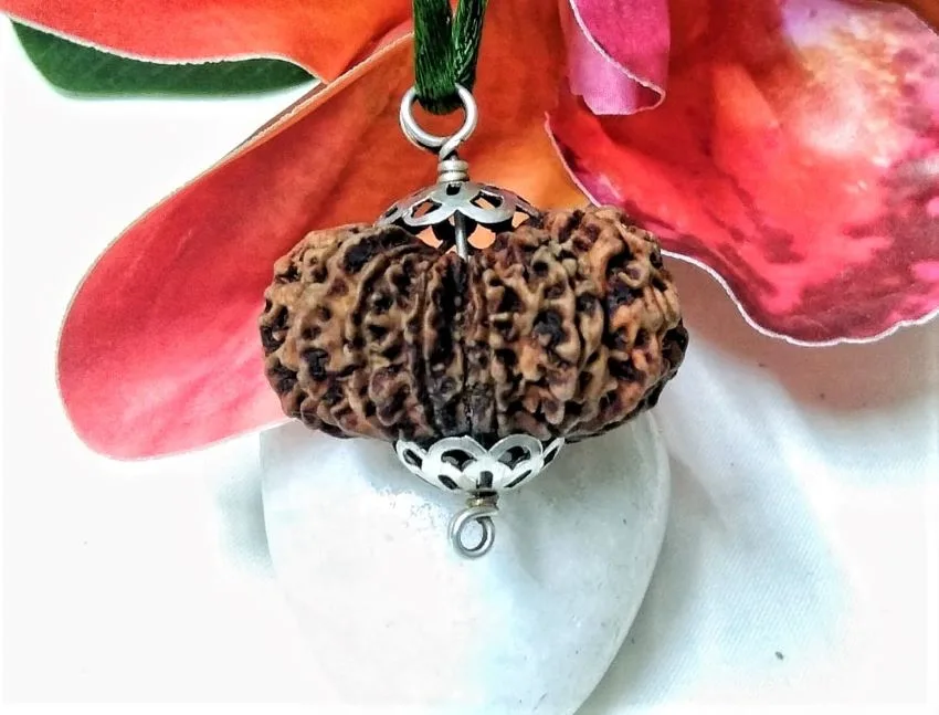 15 Mukhi Rudraksha