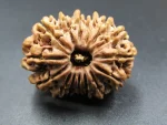 15 Mukhi Rudraksha