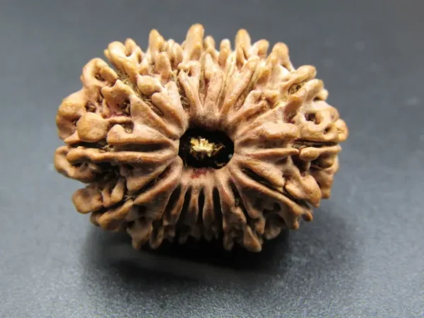 15 Mukhi Rudraksha