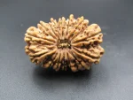 15 Mukhi Rudraksha