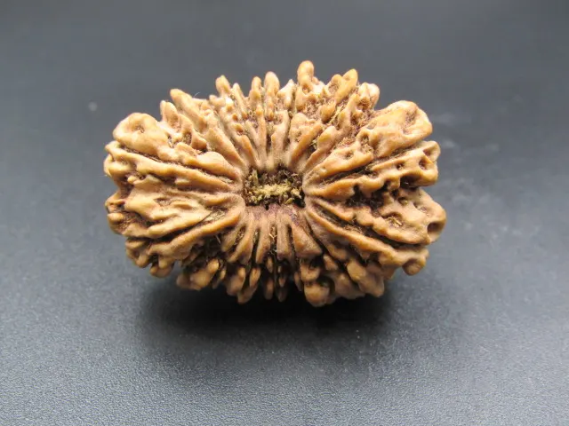15 Mukhi Rudraksha
