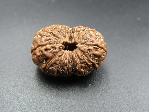 15 Mukhi Rudraksha