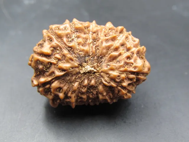 15 Mukhi Rudraksha