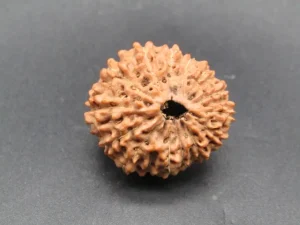 15 Mukhi Rudraksha