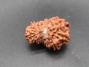 15 Mukhi Rudraksha
