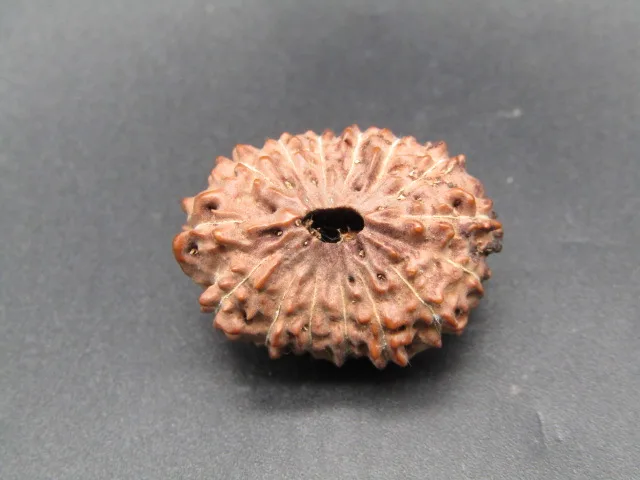 15 Mukhi Rudraksha
