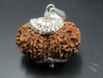15 Mukhi Rudraksha