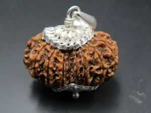 15 Mukhi Rudraksha
