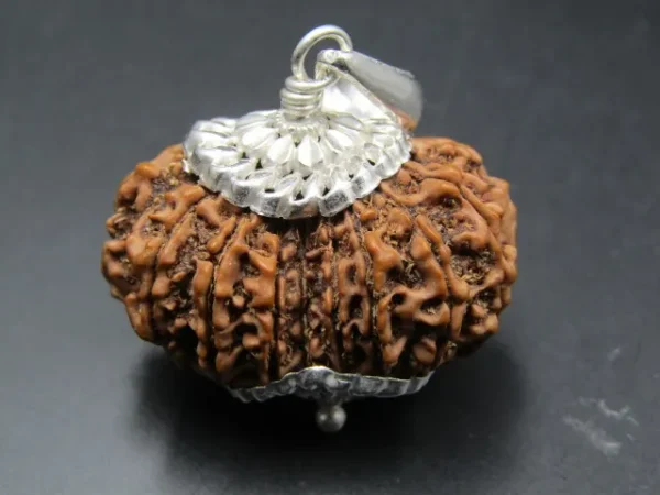 15 Mukhi Rudraksha