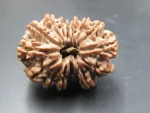 15 Mukhi Rudraksha
