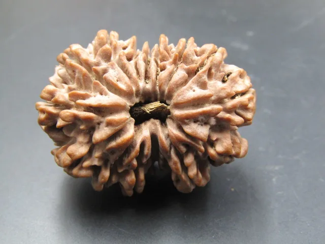 15 Mukhi Rudraksha