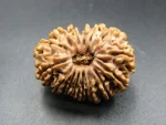 15 Mukhi Rudraksha