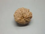15 Mukhi Rudraksha