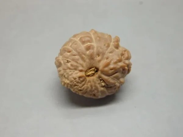 15 Mukhi Rudraksha