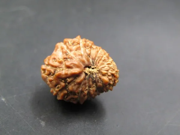 15 Mukhi Rudraksha