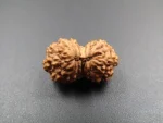 15 Mukhi Rudraksha