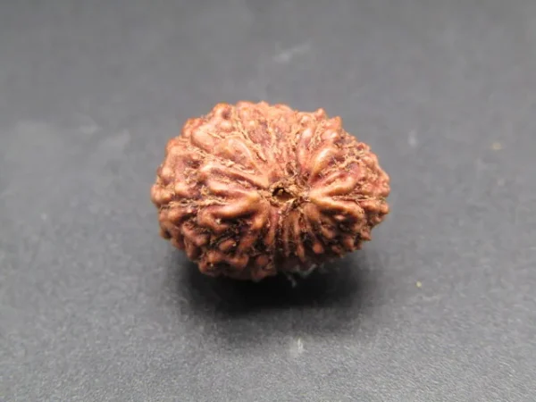 15 Mukhi Rudraksha