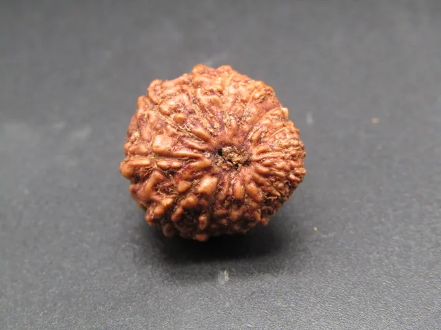 15 Mukhi Rudraksha