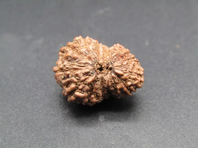 15 Mukhi Rudraksha