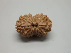 15 Mukhi Rudraksha