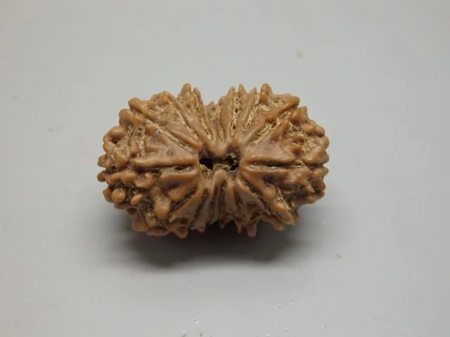 15 Mukhi Rudraksha