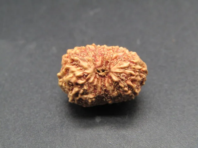 15 Mukhi Rudraksha