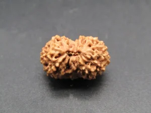 15 Mukhi Rudraksha