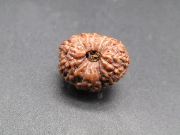 15 Mukhi Rudraksha