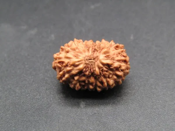 15 Mukhi Rudraksha