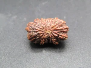 15 Mukhi Rudraksha