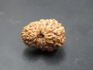 15 Mukhi Rudraksha