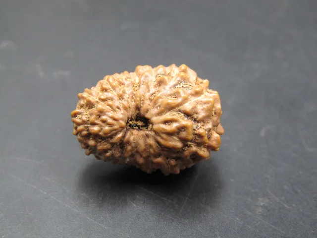 15 Mukhi Rudraksha