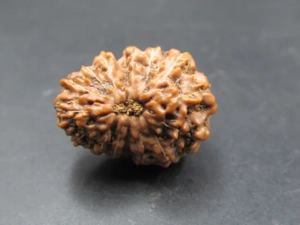 15 Mukhi Rudraksha