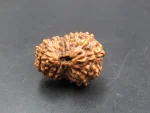 15 Mukhi Rudraksha