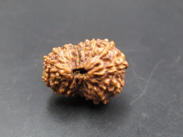 15 Mukhi Rudraksha