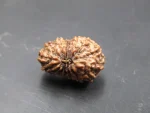 15 Mukhi Rudraksha