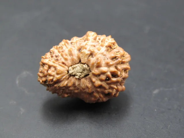 15 Mukhi Rudraksha