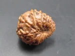 15 Mukhi Rudraksha